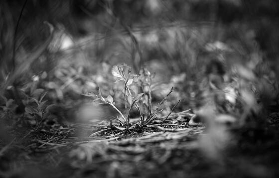 Brave Twig
