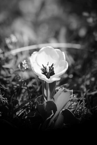 Flowering Tulip