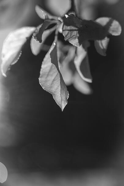 Sunlit Leaf